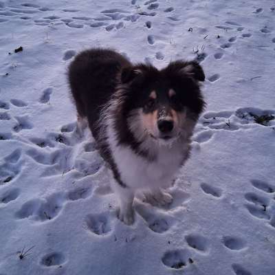 Hundetreffen-Hunde zum toben und spielen-Bild