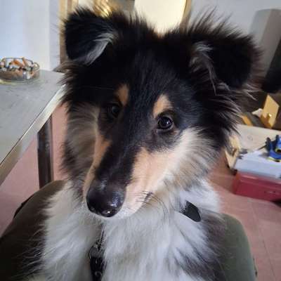 Hundetreffen-Gassi Treffen in der Natur-Bild