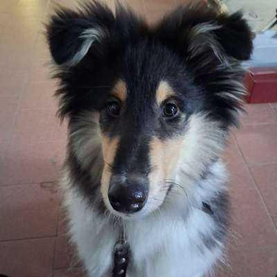 Hundetreffen-Gassi Treffen in der Natur