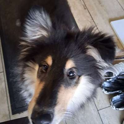 Hundetreffen-Spaziergänge mit Training-Bild