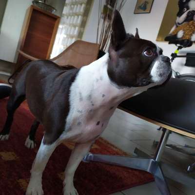 Wo sind hier die Boston Terrier?-Beitrag-Bild