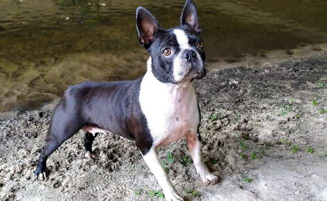 Wo sind hier die Boston Terrier?-Beitrag-Bild