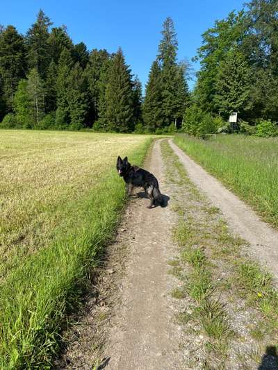 Hundetreffen-Morgenspaziergänge, 6:00 🌄🐾-Bild