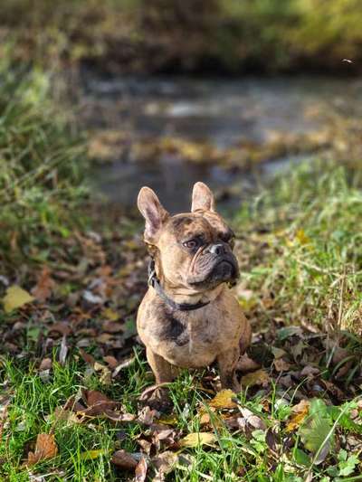 Hundetreffen-LEO 🐕🐶🐕sucht Freunde zum toben und spazieren gehen-Bild