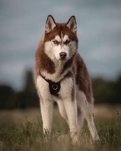 Doppelgänger gesucht !-Beitrag-Bild