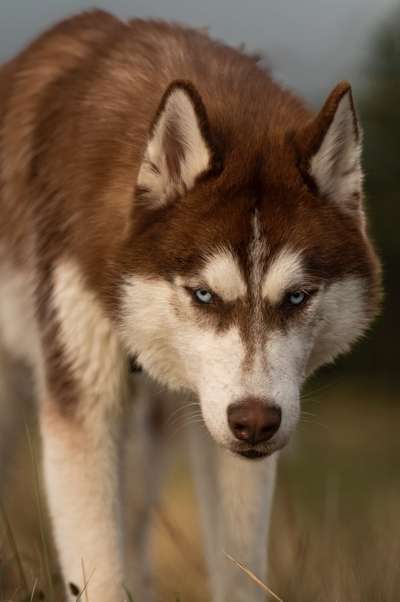 Husky-Beitrag-Bild