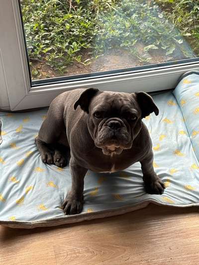 Hundetreffen-Spieltreffen Bulldoggen Saarland-Bild