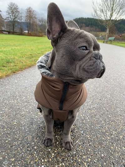 Französische Bulldoggen-Beitrag-Bild