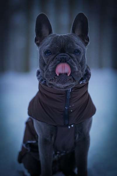 Dogorama Photo Challenge - Es wird nochmal kalt!-Beitrag-Bild