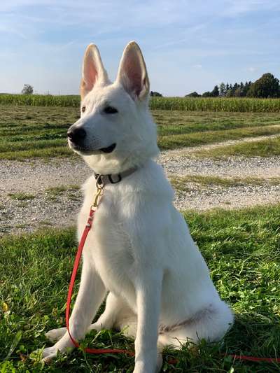 Alles rund um den Schäferhund, diskutieren erwünscht.-Beitrag-Bild