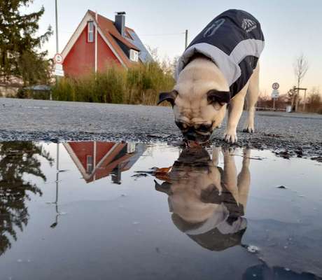 Dogorama Foto Challenge - Bestes gestelltes Bild-Beitrag-Bild