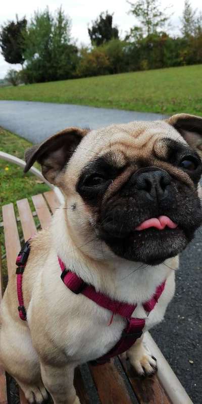 Tongue Out Tuesday-Beitrag-Bild