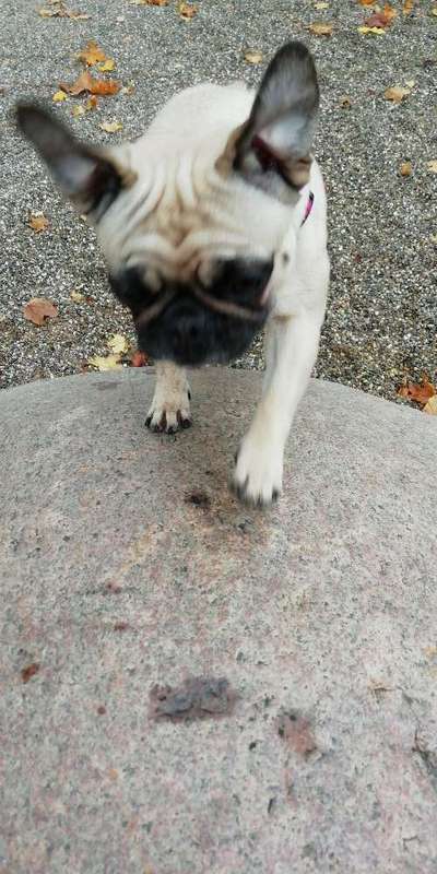 Was können eure Ohren so? ;)-Beitrag-Bild