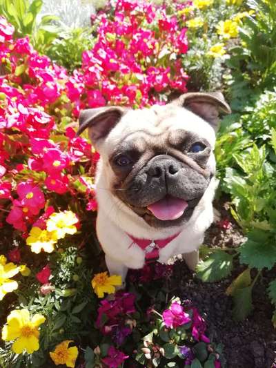 Fotochallenge Nr 96.: Bunt, Bunter, Hund 💐🌹🍁-Beitrag-Bild