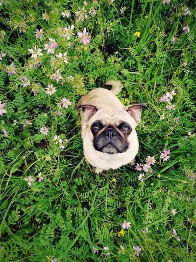 Was können eure Ohren so? ;)-Beitrag-Bild