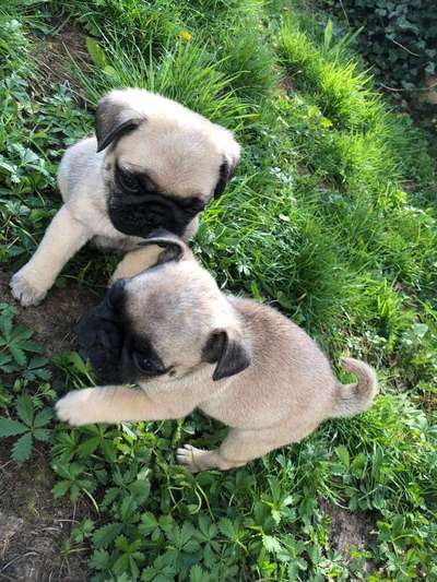 Welpen Bilder !-Beitrag-Bild