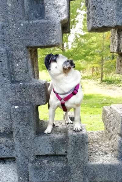 Wo sind die Retromöps fans :)-Beitrag-Bild