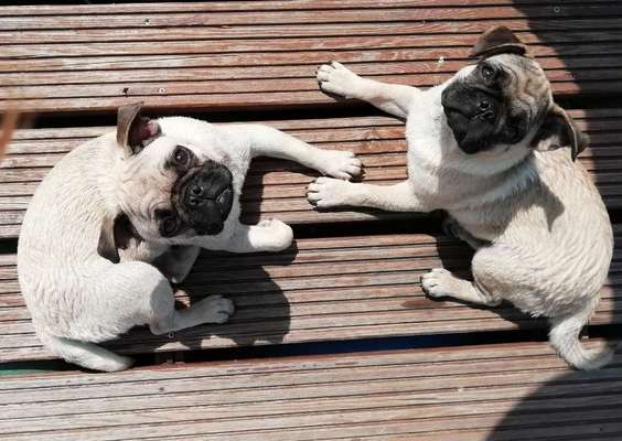 Dogorama Photo Challenge - Gegensätze-Beitrag-Bild