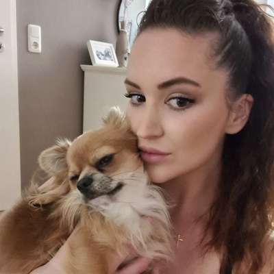 Hundetreffen-Chihuahua sucht Freunde Nettetal Lobberich-Profilbild