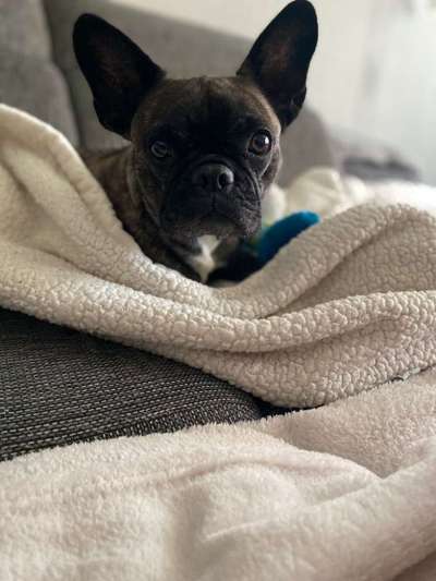 Französische Bulldoggen-Beitrag-Bild