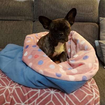 Französische Bulldoggen-Beitrag-Bild