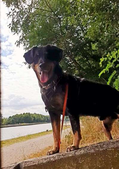 Labradorfans-Beitrag-Bild