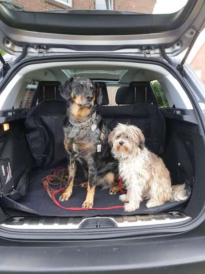 FOTOCHALLENGE 70 - Dein Hund im Auto-Beitrag-Bild