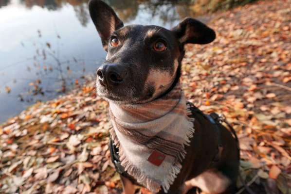 Die Dogorama Kalender Challenge Teil 1/4-Beitrag-Bild