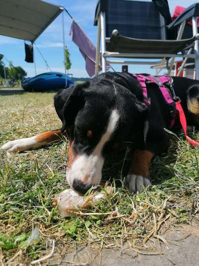 Appenzeller Sennenhunde-Beitrag-Bild