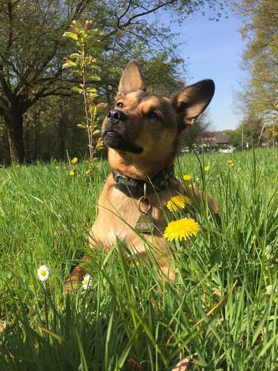 Schäferhund-Beitrag-Bild