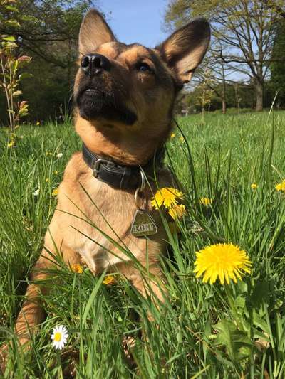 Rassen und ihre Eigenschaften-Beitrag-Bild