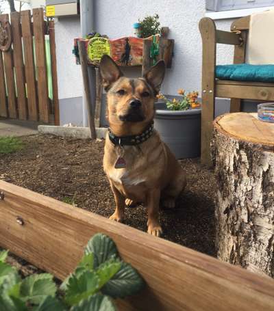 Schäferhund-Beitrag-Bild