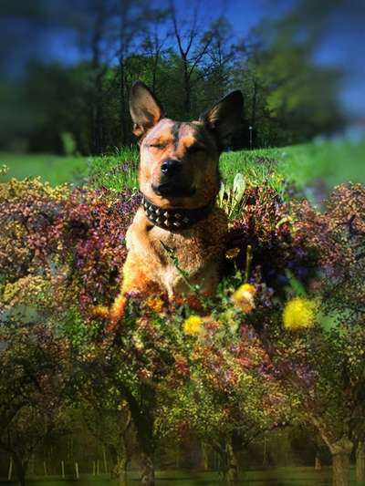 Lieblingsbild von euren Hunden?-Beitrag-Bild