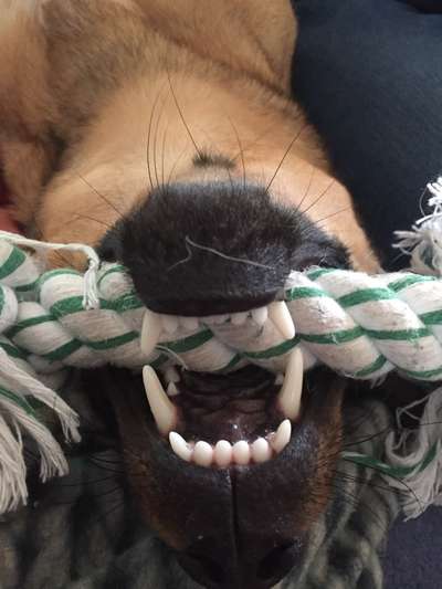 Zeige das lustigste Bild eures Hundis-Beitrag-Bild