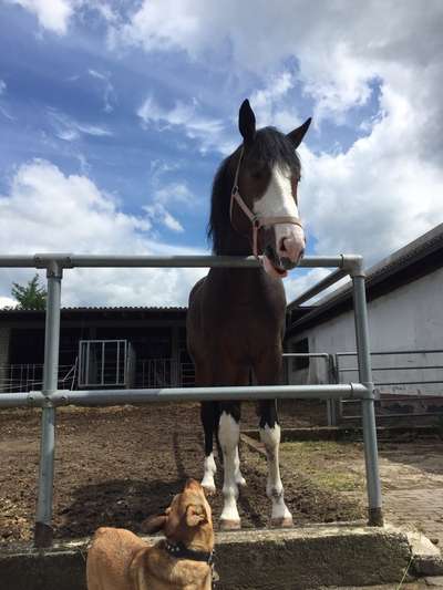 Zeige das lustigste Bild eures Hundis-Beitrag-Bild