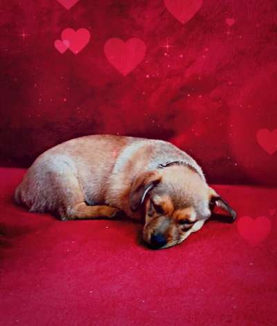 Als Welpen sind sie alle noch süßer-Beitrag-Bild