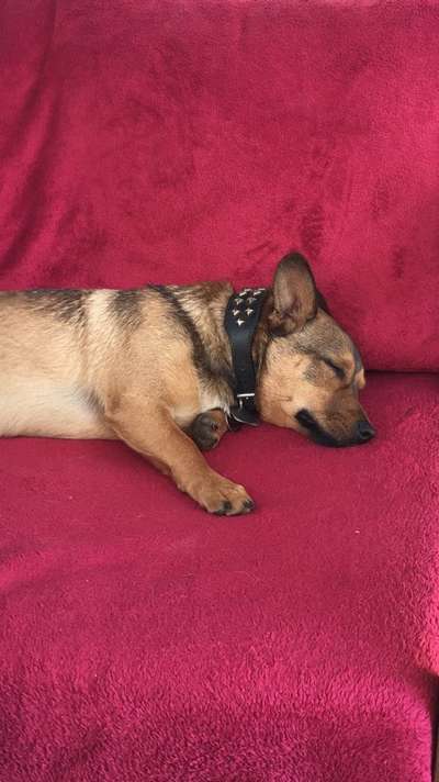 Als Welpen sind sie alle noch süßer-Beitrag-Bild