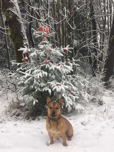 Die Dogorama Kalender Challenge Teil 2/4-Beitrag-Bild