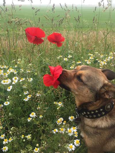 Die Dogorama Monats Challenge "Es grünt und blüht"-Beitrag-Bild