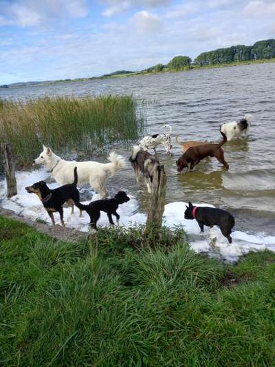 Hundeauslaufgebiet-Sumpfsee-Bild