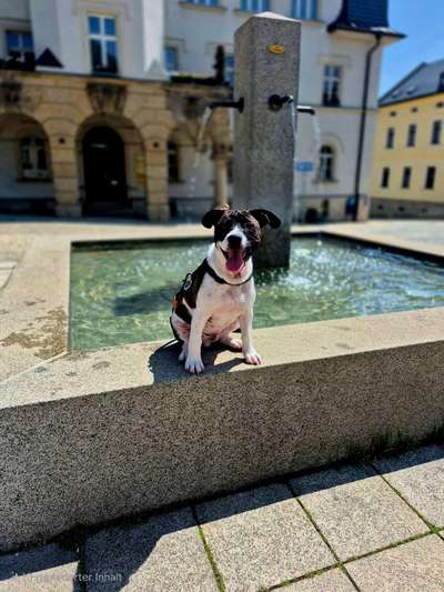 Hundetreffen-Gassi-Freunde gesucht-Bild