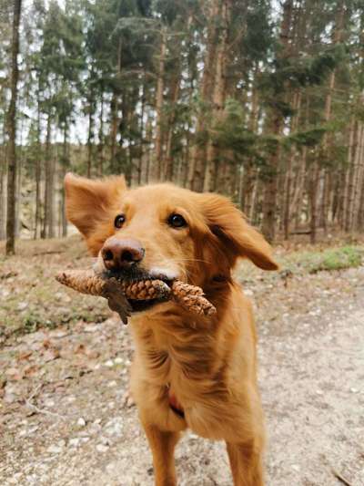 Hovawart-Beitrag-Bild