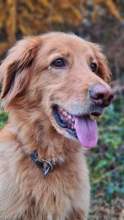 Hovawart-Beitrag-Bild