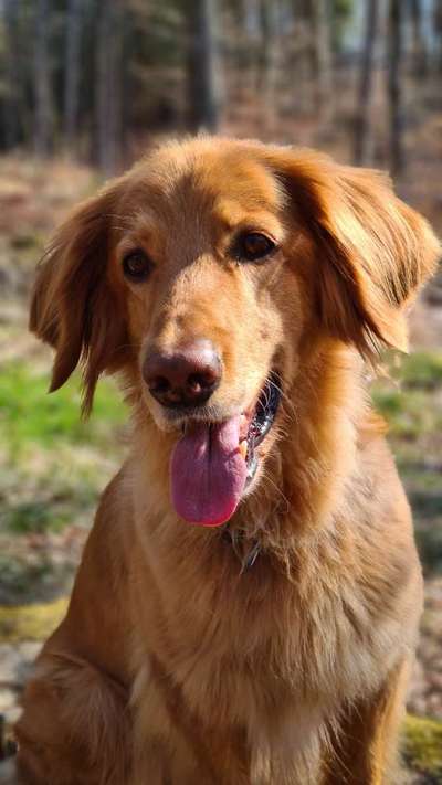 Hovawart-Beitrag-Bild