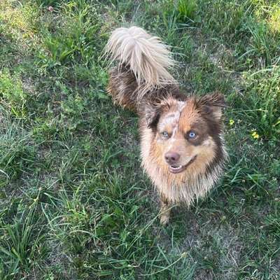 Hundetreffen-Aktive Hunde für einen Spaziergang gesucht!-Bild