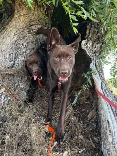 Fotosammlung: ,,Der natürliche Hund" Unbearbeitet, ungestellt und in Natura-Beitrag-Bild