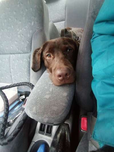 FOTOCHALLENGE 70 - Dein Hund im Auto-Beitrag-Bild