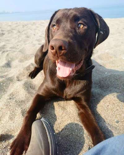 Labradorfans-Beitrag-Bild