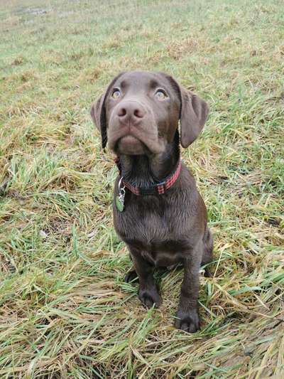 Wo sind meine Labrador Freunde-Beitrag-Bild