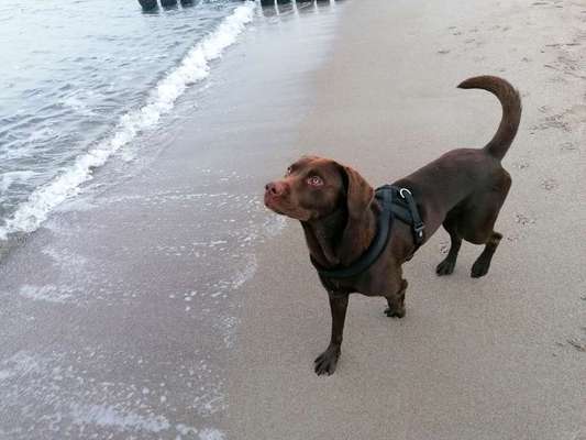 eure Spitznamen für die Vierbeiner-Beitrag-Bild